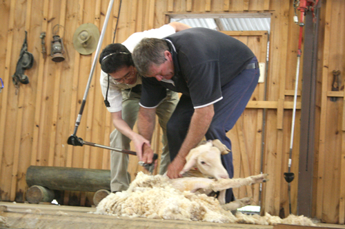羊の毛刈体験